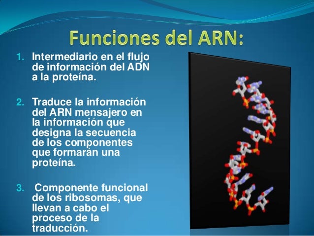 El transporte del ARN como mecanismo de control de la expresión génica